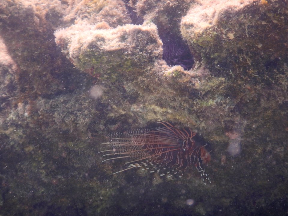 Pterois miles 1