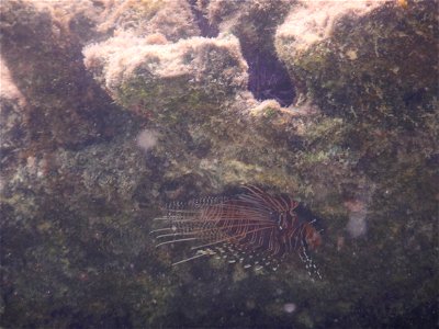 Pterois miles 1