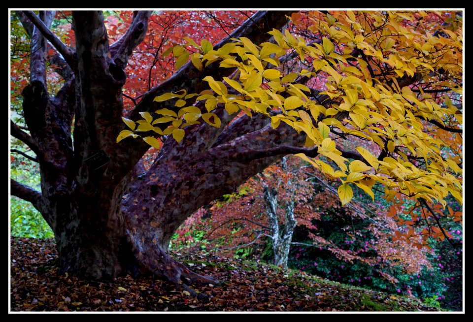 Late afternoon, rainy day at the Villa Taranto garden in Verbania