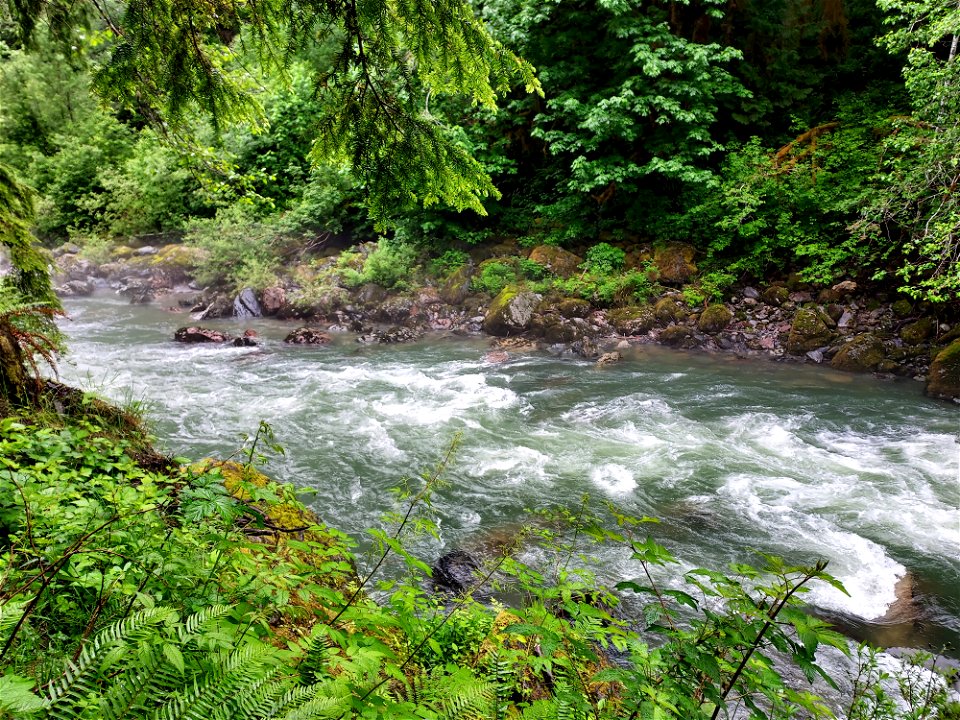 Stillaguamish River near Verlot, Mt. Baker-Snoqualmie National Forest. Photo by Anne Vassar June 14, 2021.