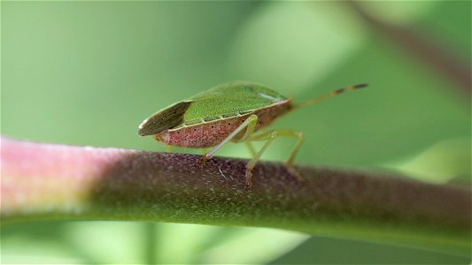 Palomena prasina (Grüne Stinkwanze)