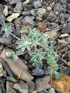Lassics lupine is found only in Six Rivers National Forest photo