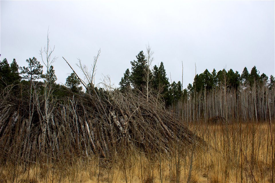 Oystershell scale mitigation field trip 12/7/21
