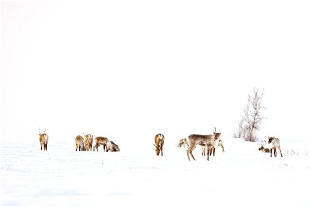 Caribou along a winter trail on Selawik National Wildlife Refuge photo