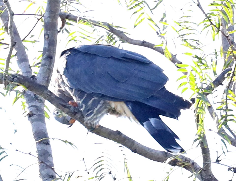 206 - HOOK-BILLED KITE (11-27-2022) bentsen rio grande state park, palmview, hidalgo co, tx -04