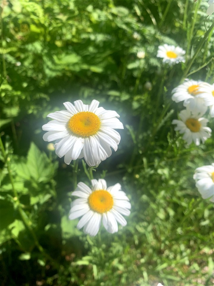 Flowers at Big 4, Mt. Baker-Snoqualmie National Forest. Photo by Sydney Corral June 29, 2021