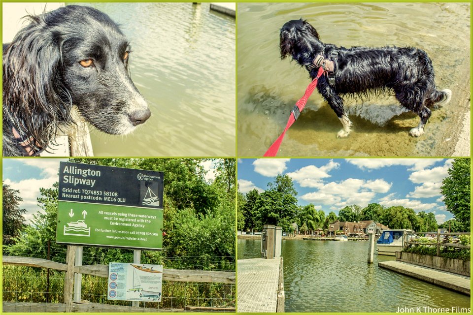 Allington Slipway River Medway. The dog making sure everything is satisfactory.