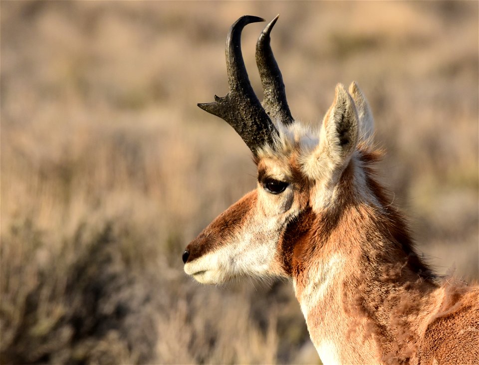 Pronghorn at Seedskadee National Wildlife Refuge