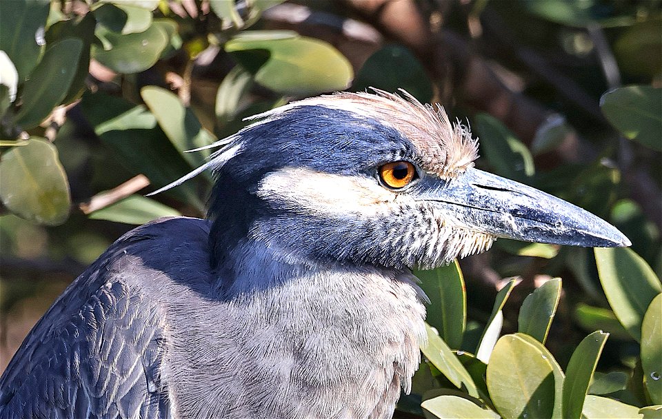196 - YELLOW-CROWNED NIGHT-HERON (02-18-2023) world birding center, south padre island, cameron co, tx -02