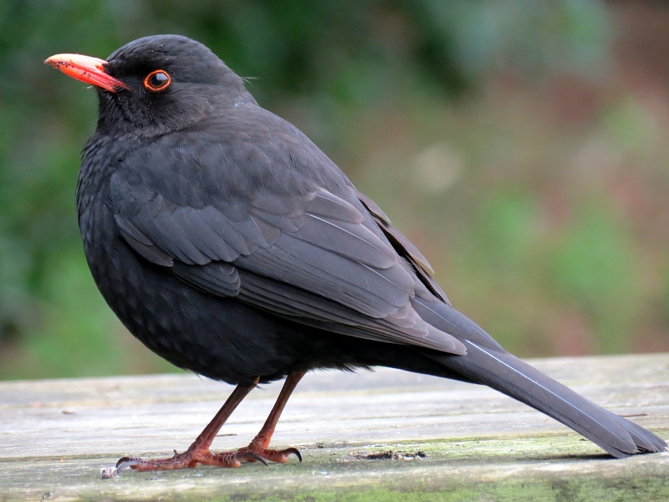 Avian nature wildlife
