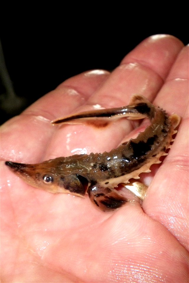 Juvenile Lake Sturgeon