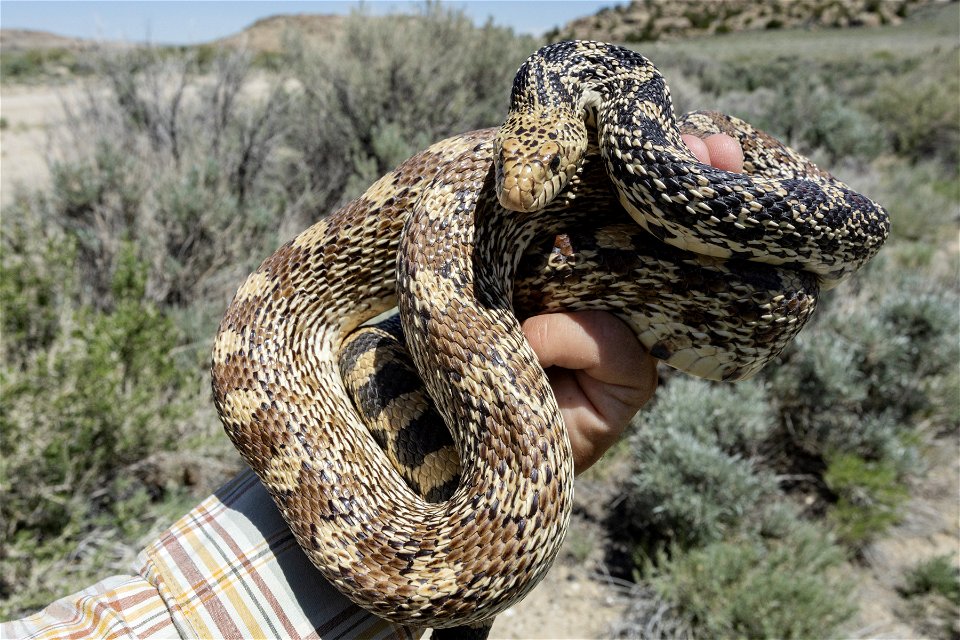 Pituophis catenifer sayi