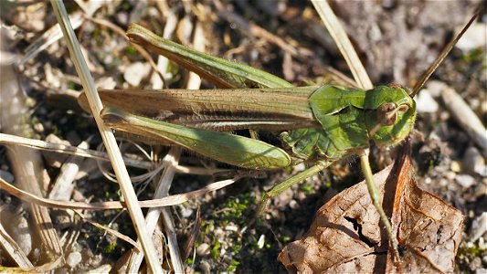 Chorthippus biguttulus-Artengruppe, grüne Farbvariante