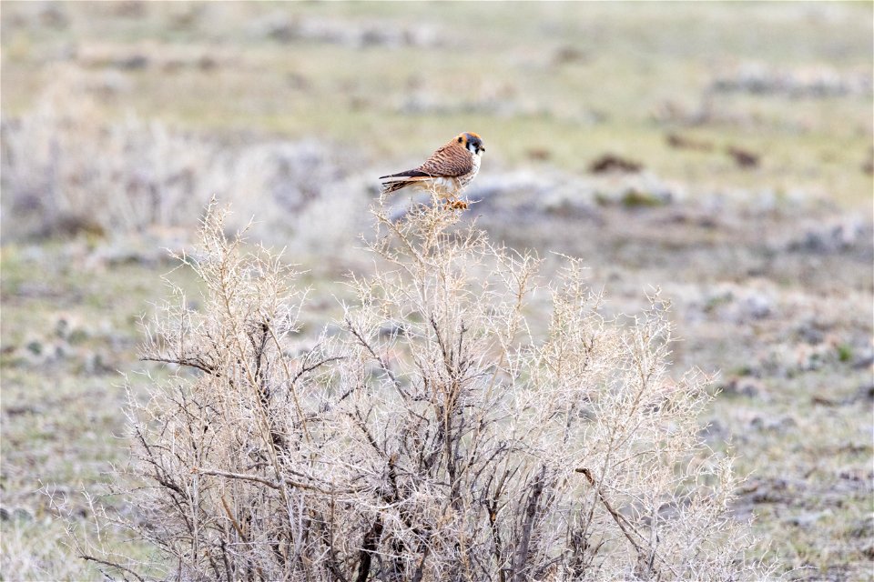 Kestrel perched on a bush
