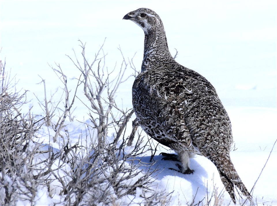 Greater sage-grouse on Seedskadee National Wildlife Refuge