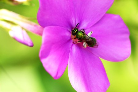 Green sweat bee on phlox paniculata photo