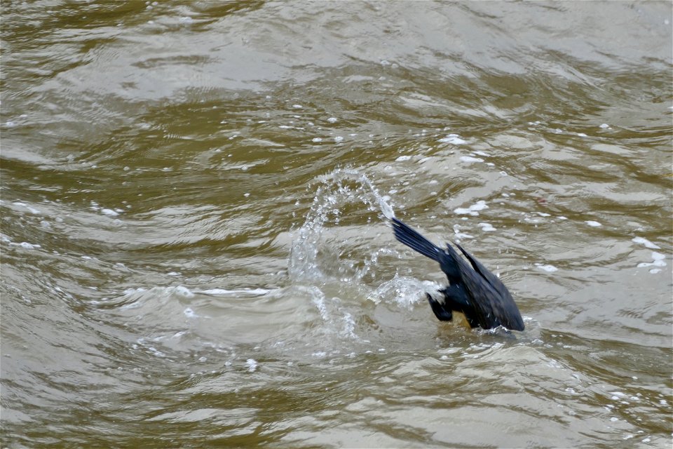 Cormorant Diving River Medway