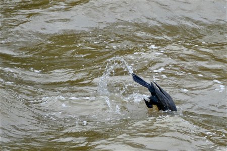 Cormorant Diving River Medway