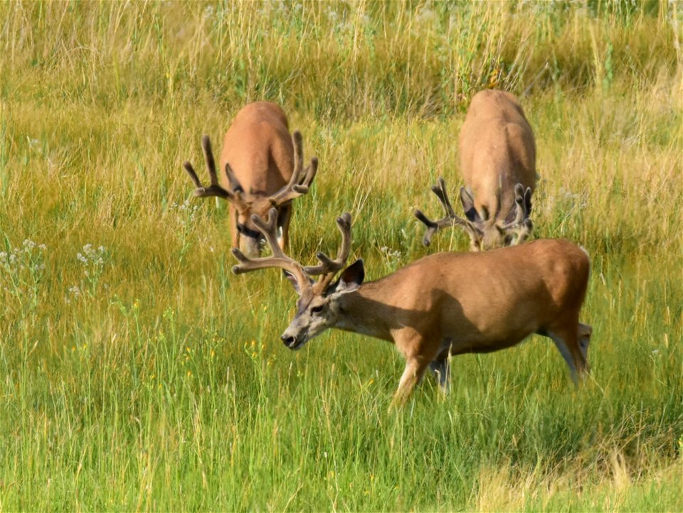 Mule deer at Seedskadee National Wildlife Refuge