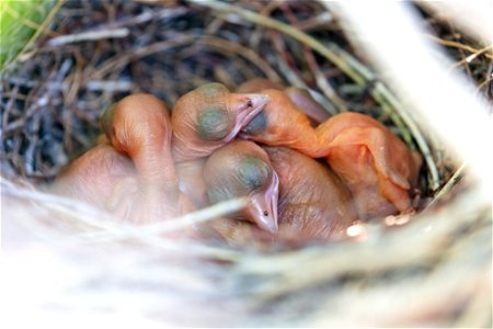 Magpie nest and hatchlings photo