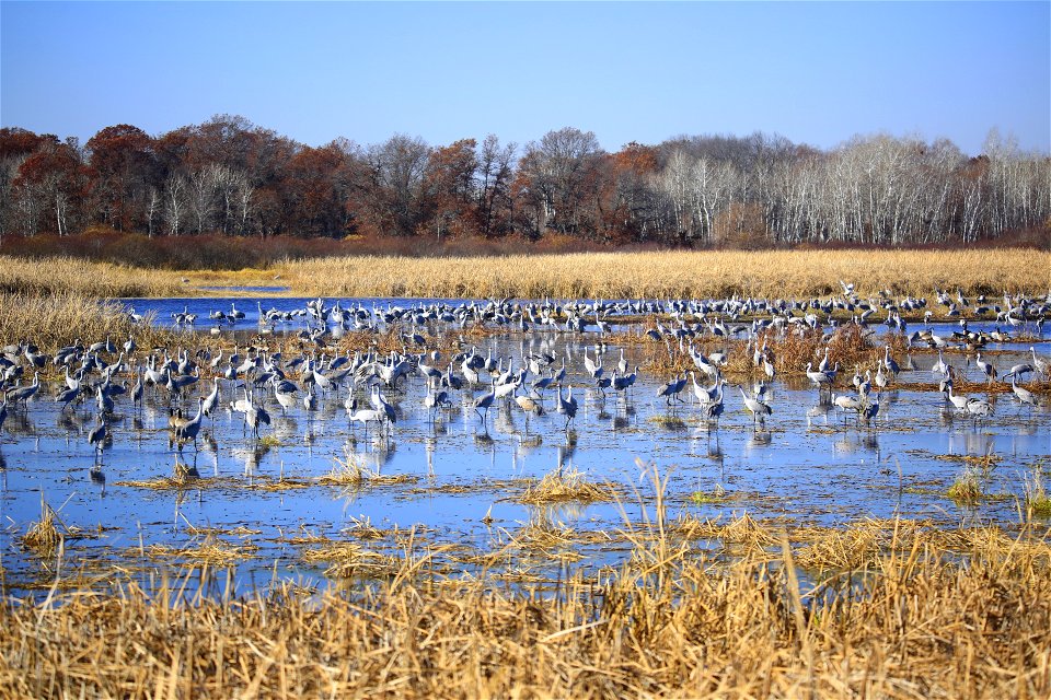 Sandhill cranes in a shallow wetland at Sherburne National Wildlife Refuge