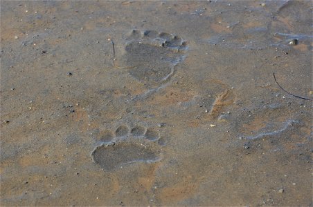Bear tracks in Kinzarof Lagoon photo