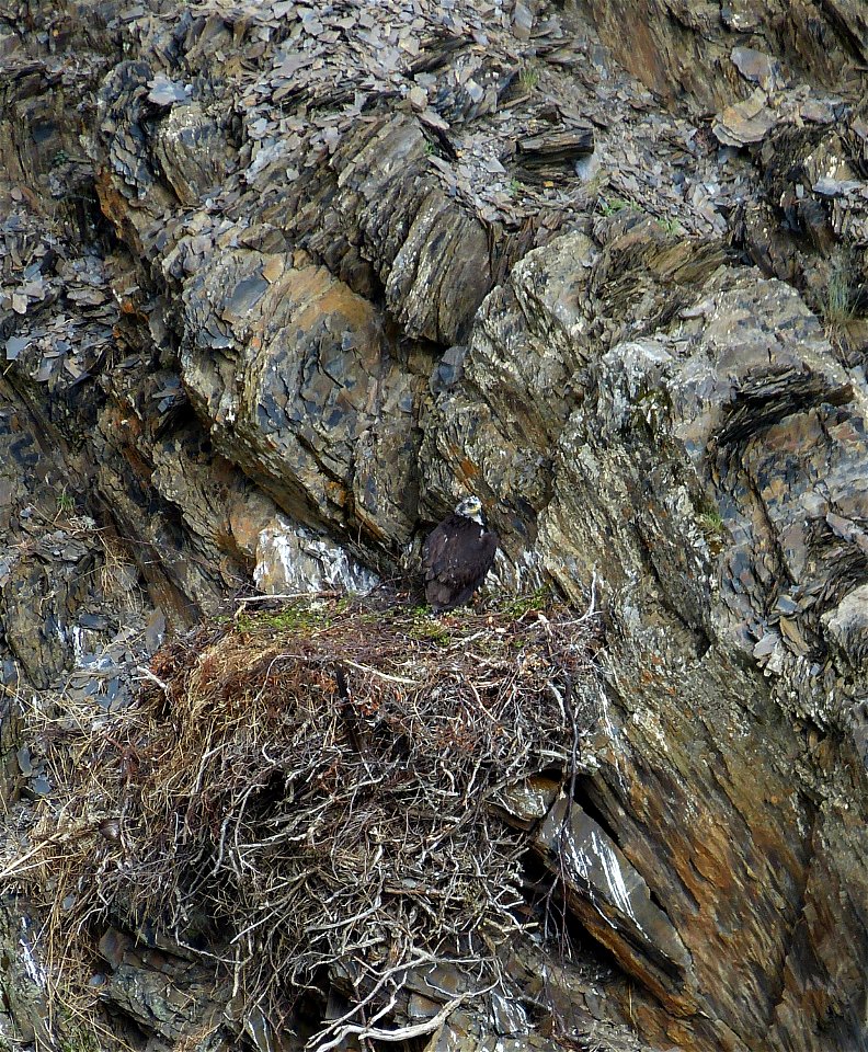 Golden Eagle chick photo