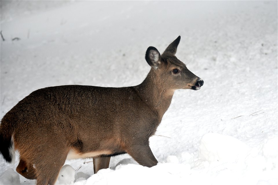 White-tailed deer in the snow photo