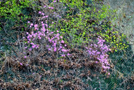 Younginsan Park Spring 2023