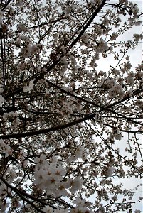 Chuncheon Spring 2023