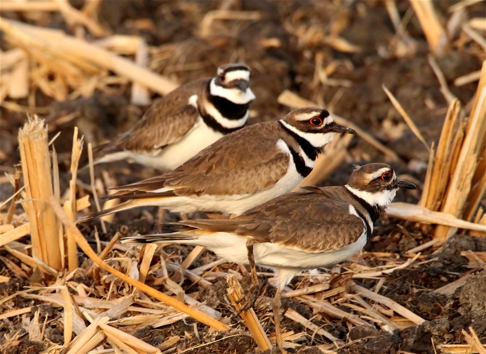 Killdeer in Spring at Huron Wetland Management District, South Dakota
