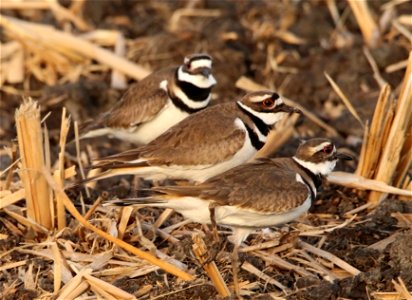 Killdeer in Spring at Huron Wetland Management District, South Dakota