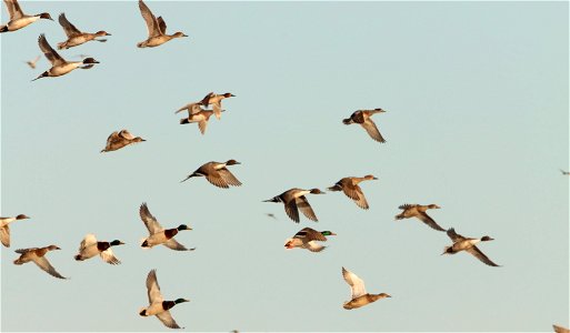 Spring Dabbling Ducks in Flight Huron Wetland Management District photo