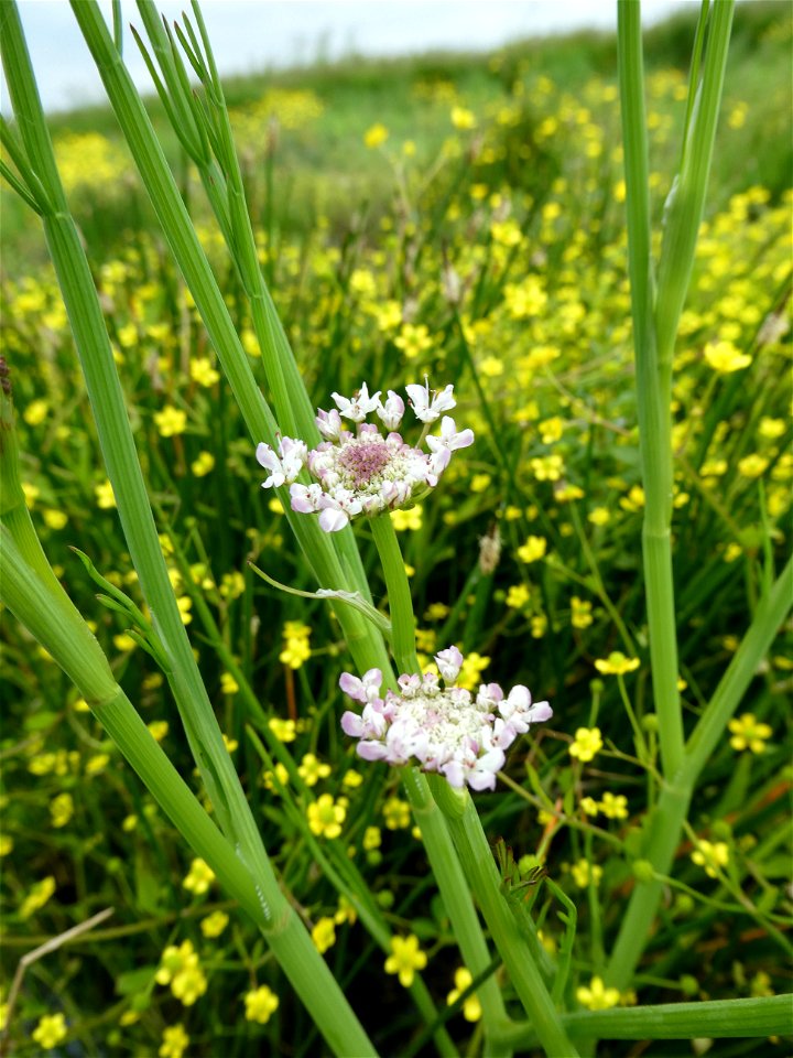 Oenanthe fistulosa L., 1753