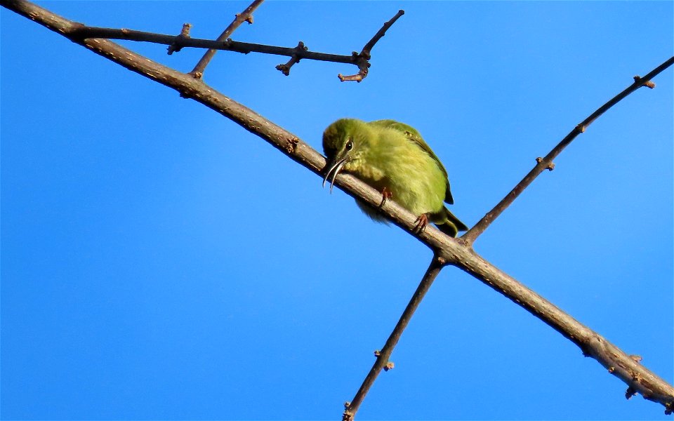 Red-legged Honeycreeper