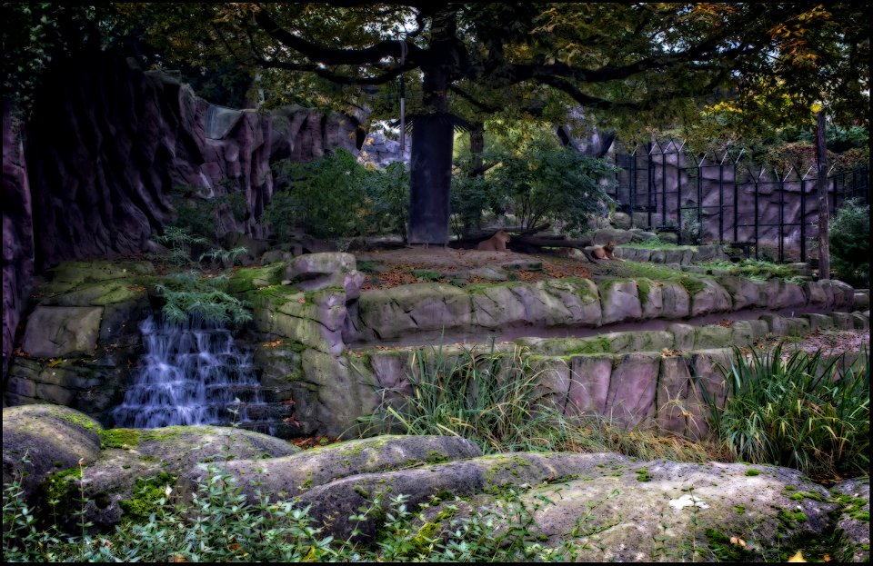 The Lions' Den photo