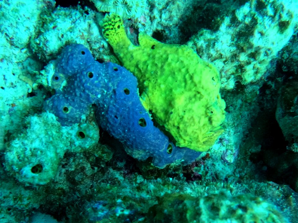 Frog fish looking down Last day Bari Reef Bonaire