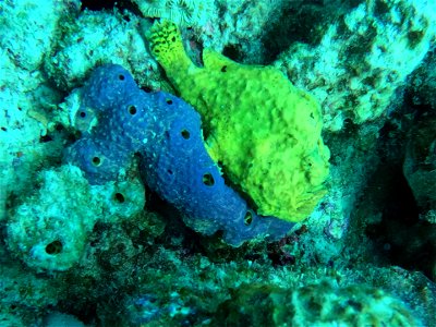 Frog fish looking down Last day Bari Reef Bonaire