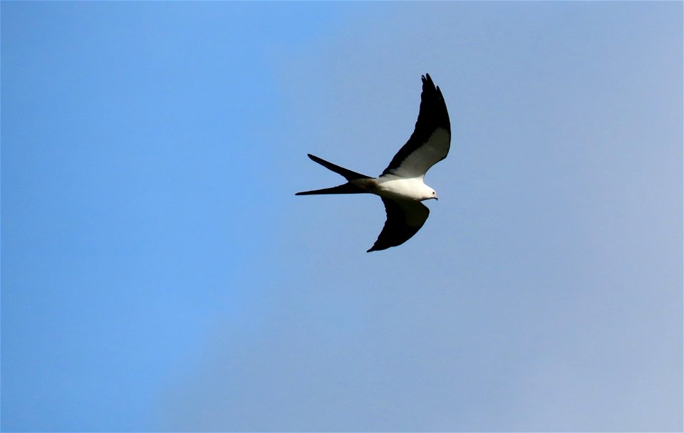 Swallow-tailed Kite