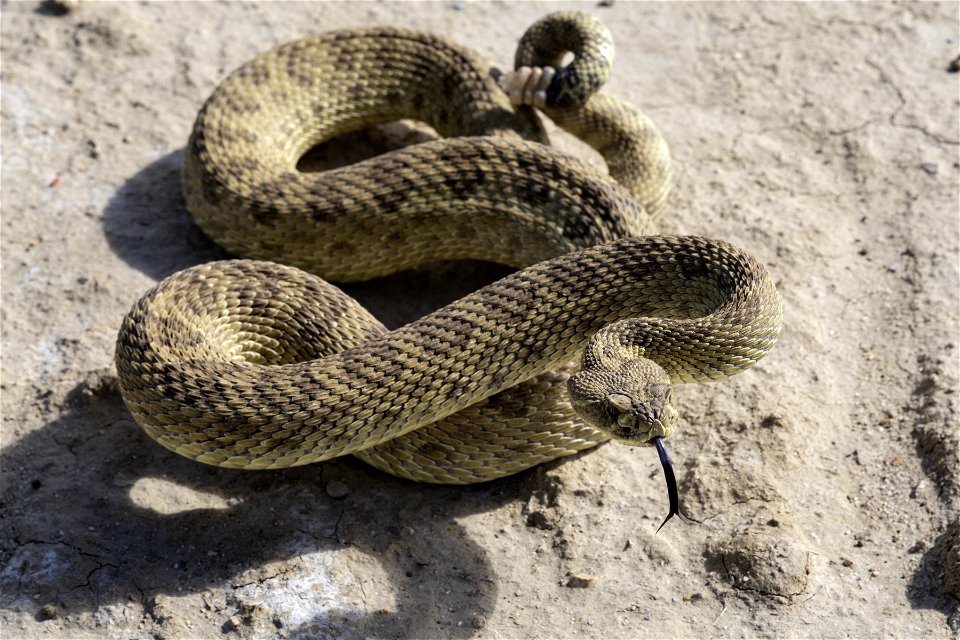 Crotalus viridis