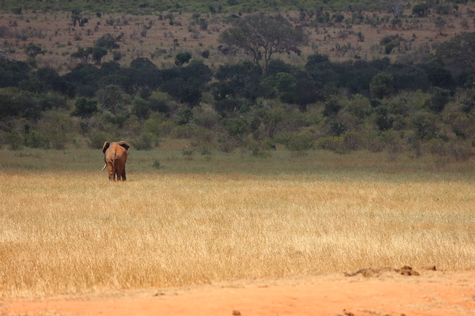 Kenya elephant safari