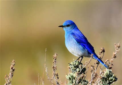 Mountain bluebird at Seedskadee National Wildlife Refuge photo