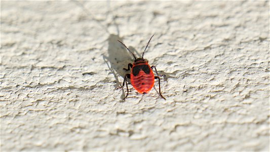 Pyrrhocoris apterus (Feuerwanze) Nymphe