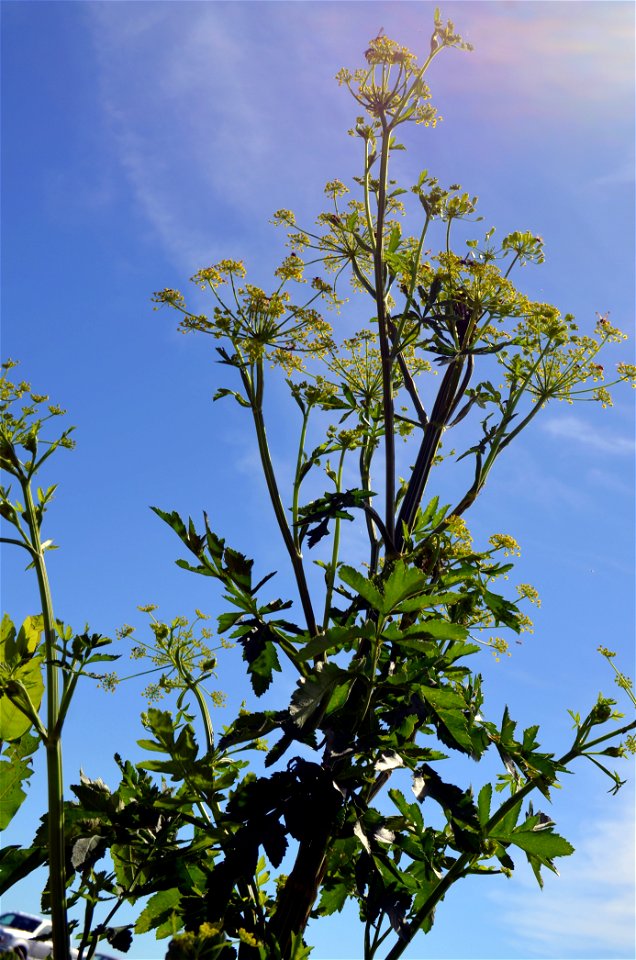 Looking up at wild parsnip photo