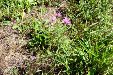 img_1862_meadow-knapweed-across-from-day-use-area2jpg_49385555581_o