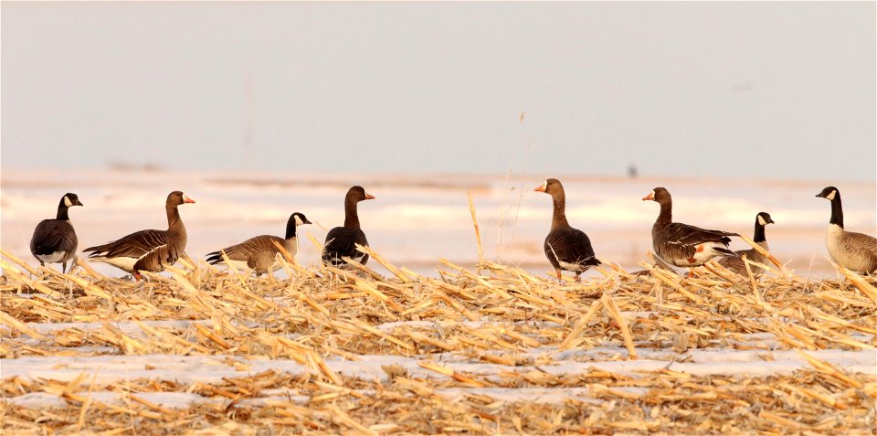 Spring Geese Migration Huron Wetland Management District photo