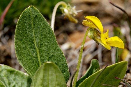 Viola nuttallii