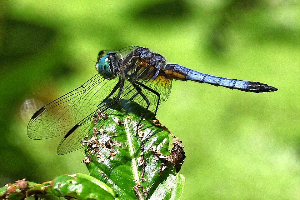 DASHER, BLUE (Pachydiplax longipennis) (05-10-2023) albermarle, stanly co, nc (4)