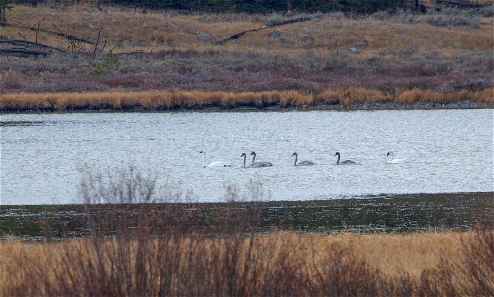 Swans on Swan Lake-first family to fledge since 1966