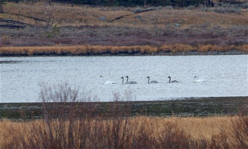 Swans on Swan Lake-first family to fledge since 1966